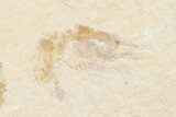 Two Cretaceous Fossil Shrimp - Lebanon #74546-3